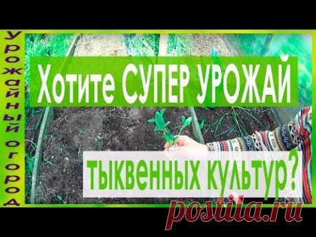 СУПЕР УРОЖАЙНЫЙ СПОСОБ ВЫРАЩИВАНИЯ КАБАЧКОВ,ТЫКВ И ПАТИССОНОВ!!!