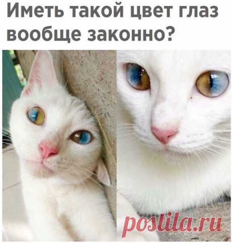 ШУТНИК