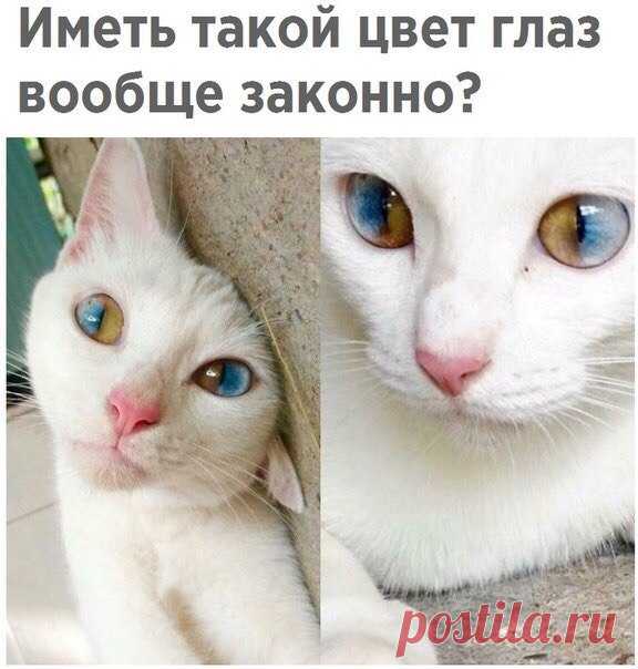 ШУТНИК