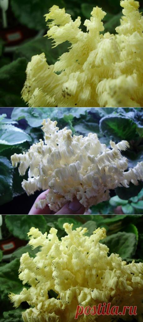 (+1) тема - Гриб-коралл: Ежовик коралловидный (лат. Hericium coralloides) | САД НА ПОДОКОННИКЕ