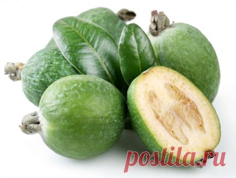 Выращивание фейхоа в домашних условиях — 6 соток