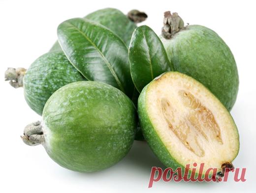 Выращивание фейхоа в домашних условиях — 6 соток