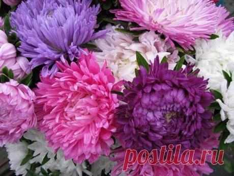 Семена астры лучше всего высевать под зиму в открытый грунт поздней осенью. Можно сеять и весной. Для этого осенью выделяют новое место под рассадную грядку. Ее делают высотой не менее 20 см, чтобы весной земля быстрее прогрелась. Предварительно добавляют вызревший перегной, разбрасывают «Кемиру» и перекапывают. В начале апреля, если снег еще не сошел, посыпьте гряду древесной золой, и недели через две она уже готова к посеву. Тяпкой рыхлите поверхность, выровняйте и сдела...