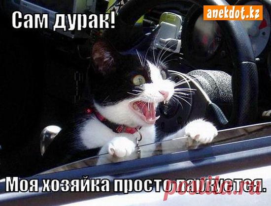 Две вещи разрушают отношения: вранье и честность)) 


Пошел в душ. 
Увидел шампунь, придающий объем и силу. 
На всякий случай
помыл.

- Почему у вас кот жёлтый?
- Он белый. 
Просто у нас курят.
 









 

  Женщина, которая никогда не видела своего…