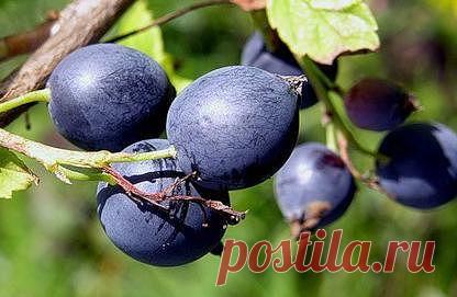 ОХТА - СМОРОДИНА-ДИКУША