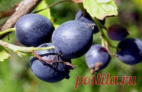 ОХТА - СМОРОДИНА-ДИКУША