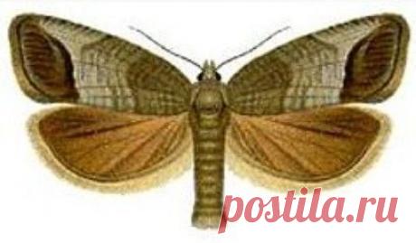 Советы опытных садоводов: как избавиться от плодожорки яблоневой — 6 соток