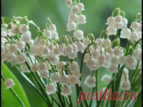 (+1) тема - Ландыши | ВИДЕОСМАК