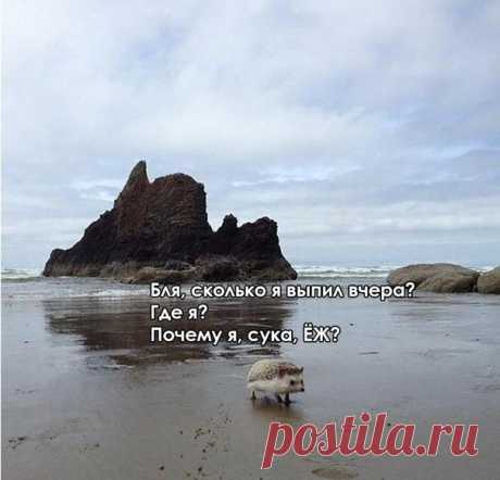 Смешные картинки с надписями