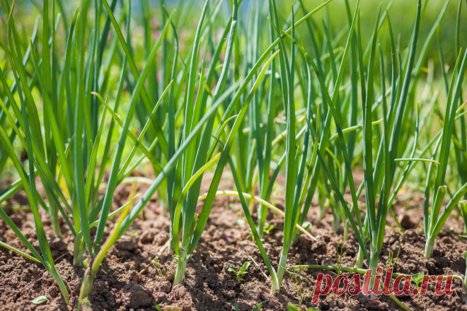БОЛЬШОЙ УРОЖАИ ЛУКА … ВОТ 4 ПРОСТЫХ СОВЕТА. Чтобы ежегодно не мучиться вопросом «почему опять лук не уродился», прочитайте несколько моих секретов ухода за ним.1. Перед посадкой замочите его на три часа в растворе соли : 1 ст. ложка на 1 л воды. Затем два часа подержите в темном растворе марганца. Затем обязательно промойте.2....