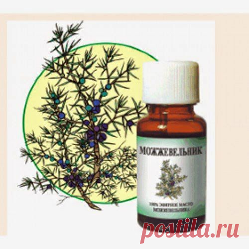 Можжевельник приходит на помощь | Друг пенсионера
На даче постоянно приходится возиться с землей. В перчатках ра­ботать не всегда сподручно. А по­лучается так, что чуть-чуть нако­лешь, поцарапаешь руки, и тут же вскакивают какие-то гнойнички.