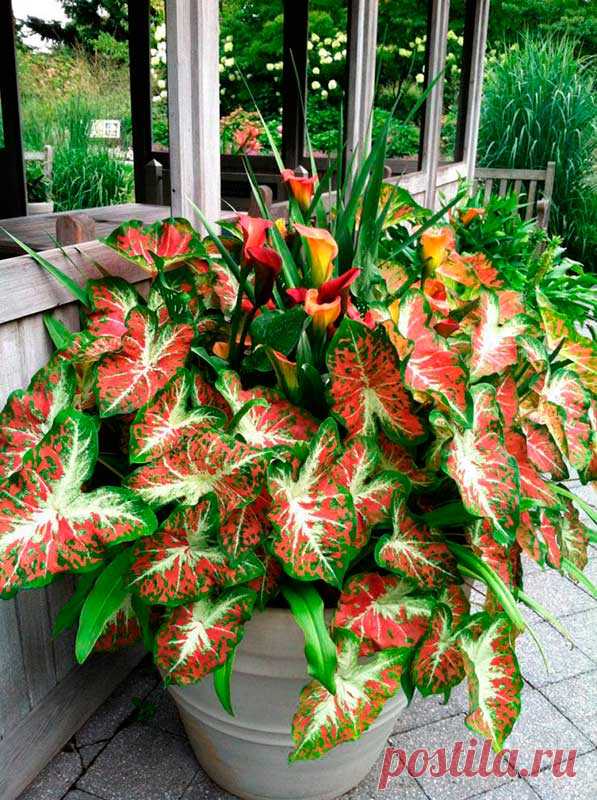 Комнатное растение Каладиум (Caladium). В культуре каладиумы очень капризны и нуждаются в тщательном уходе. Они не переносят сквозняков. Листья каладиумов очень красивы - они появляются поздней весной и отмирают к концу лета. Цветение не производит сильного впечатления: в феврале-марте появляются невзрачные цветки со сросшимся беловато-желтым покрывалом. Почва должна состоять из одной части садовой земли, одной части перегноя, одной части торфа и половины части песка.
