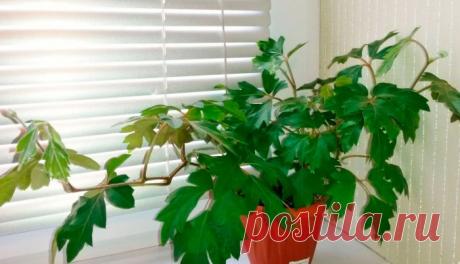 Циссус (Комнатный виноград)