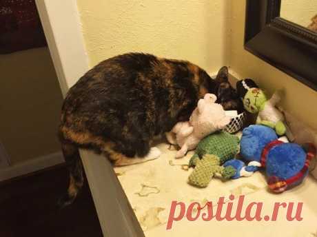 18 котов-воришек, вместе со своими сокровищами / Питомцы