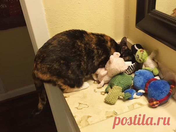 18 котов-воришек, вместе со своими сокровищами / Питомцы