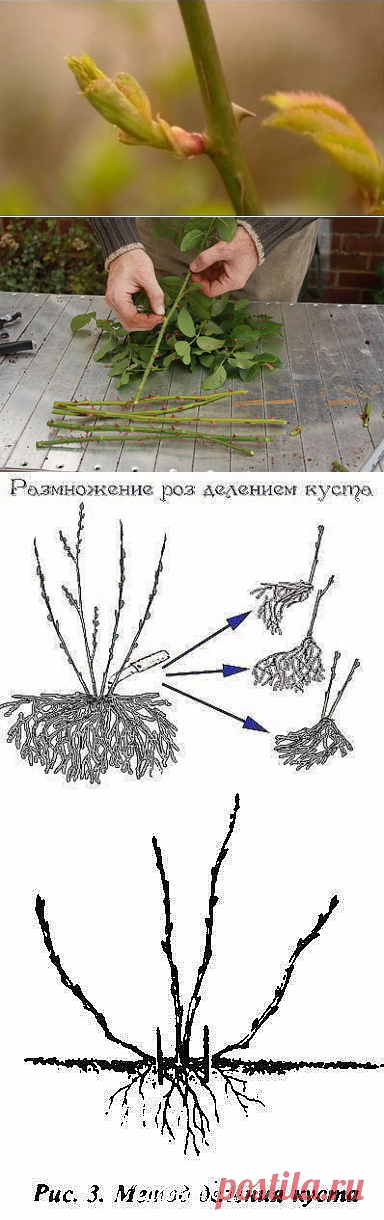 (3) Одноклассники