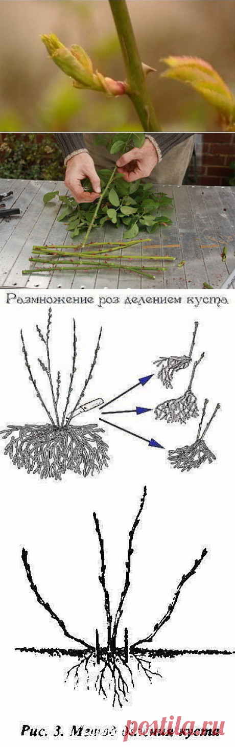 (3) Одноклассники