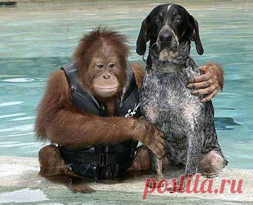 10  �������� ��������� ������ ����� ���������
Орангутанг по имени Сурия  и пёс по кличке Роско выросли вместе в заповеднике Южной Каролины. Они познакомились, когда Сурия заметила бездомного Роско, случайно забредшего на территорию центра для животных. Смотрители решили оставить пса. 

Орангутанг выгуливает пса по периметру заповедника и плавает с ним. Есть даже фото, где эта забавная парочка катается на спине слона, также обитающего в заповеднике.   