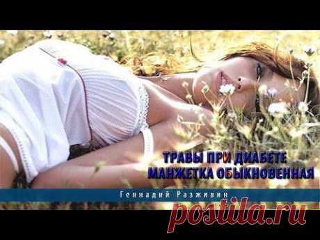 Травы при диабете. Манжетка обыкновенная - YouTube