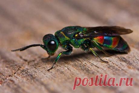 Невероятные моменты дикой природы / Питомцы