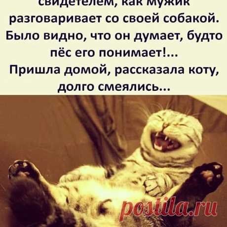Photo by ЕСТЬ ТОЛЬКО ТЫ И Я... on April 27, 2020. Image may contain: cat, text that says 'сегодня на улице я была свидетелем, как мужик разговаривает co своей собакой. было видно, что он думает, будто пёс его понимает!... пришла домой, рассказала коту, долго смеялись...'