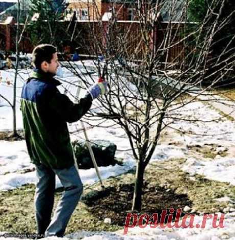 Работы в саду и на огороде в марте | Дачный участок