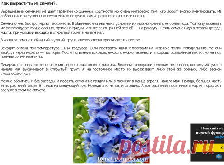 Дельфиниум многолетний | Выращивание томатов на дачном участке