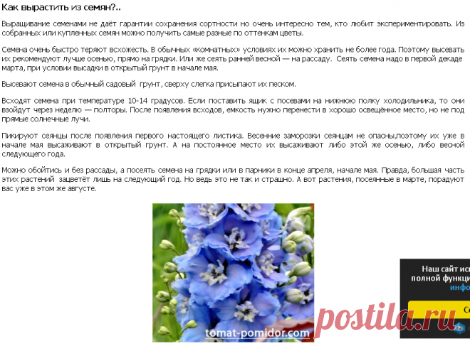 Дельфиниум многолетний | Выращивание томатов на дачном участке