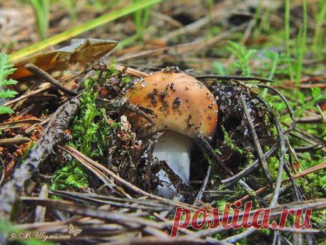 ГРИБНОЕ НАСТРОЕНИЕ
