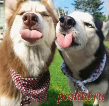 Чисто позитивные милые фото животных