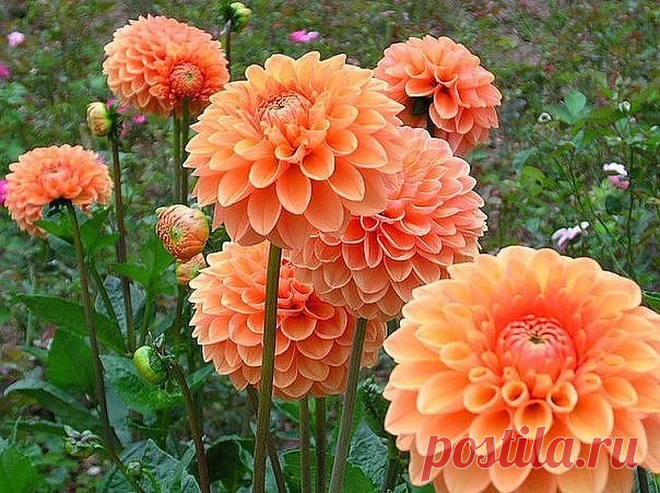 Одноклассники
