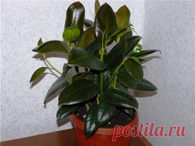 Как создать зелёный уголок дома Городские жители часто ощущают потребность в общении с природой. Многие люди создают у себя в квартирах зелёные уголки или даже целые оранжереи комнатных цветов.