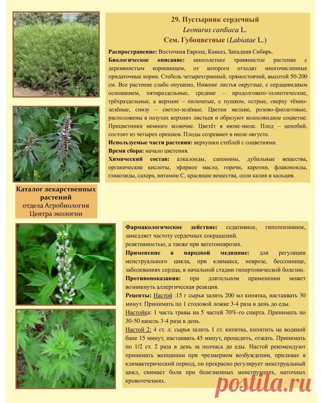 Пустырник сердечный