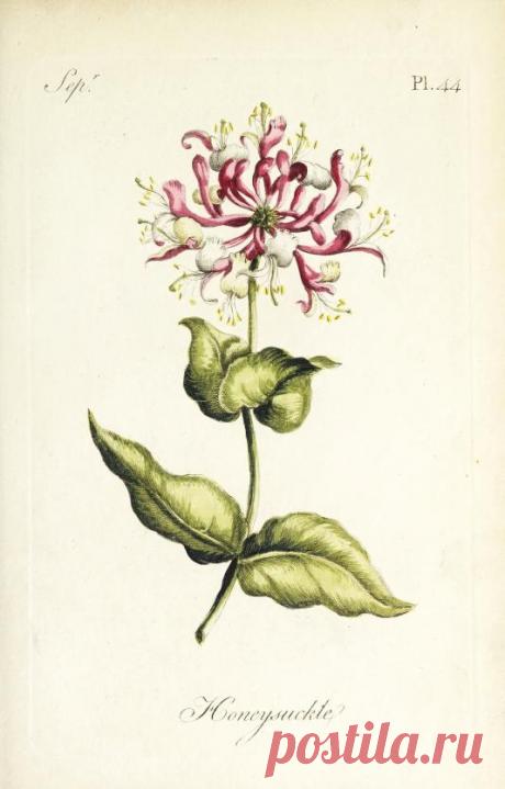 The florist : containing sixty plates of the most beautiful flowers regularly dispos'd in their succession of blowing : to which is added an accurate description of their colours, with instructions for drawing & painting them according to nature : being a new work intended for the use & amusement of gentlemen and ladies delighting in that art : Free Download, Borrow, and Streaming : Internet Archive