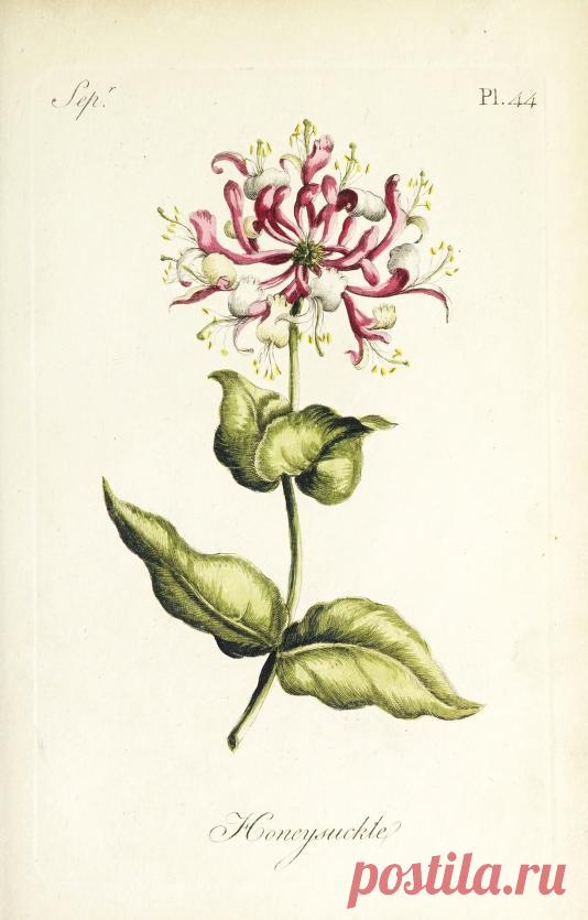 The florist : containing sixty plates of the most beautiful flowers regularly dispos'd in their succession of blowing : to which is added an accurate description of their colours, with instructions for drawing & painting them according to nature : being a new work intended for the use & amusement of gentlemen and ladies delighting in that art : Free Download, Borrow, and Streaming : Internet Archive