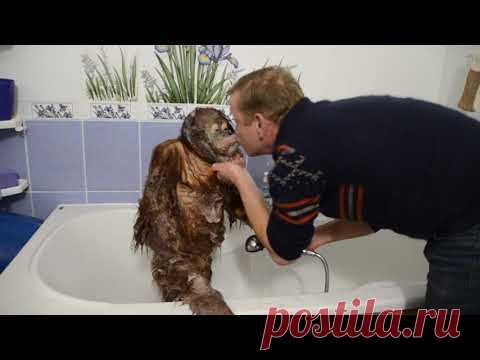 ОБХОХОЧЕШЬСЯ !!! Олег Зубков купает орангутана Дану !   Oleg Zubkov bathes orangutan Dana !