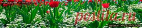 Панорамы для "фартуков на кухню" - Тематика : Тюльпаны