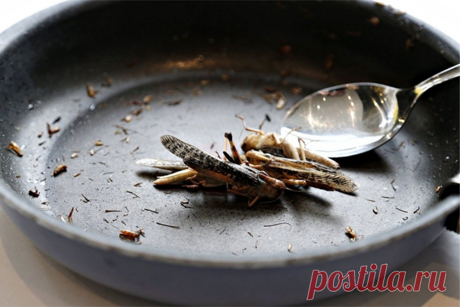 Как в Китае: в российских продуктах появится добавка из саранчи | Краше Всех