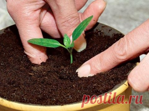 10 ошибок при выращивании рассады