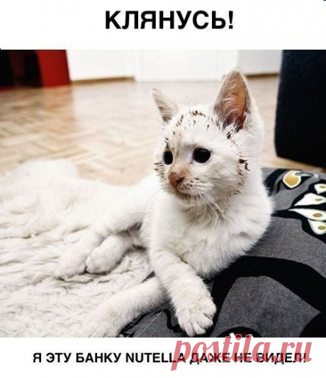 КОТЭ И ДРУГИЕ... (ОТ РЖЕВСКОГО)-9 | Сайт Союза Юмористов