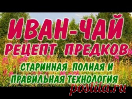 Как приготовить, сделать, заготовить Иван Чай слышали многие, но большинство людей имеют ошибочное представление об этой технологии. Правильная ферментация И...