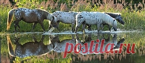 Equine Photography - Karolina Wengerek