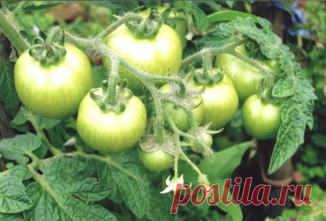 Как поторопить томаты, чтобы они быстрее покраснели » Женский Мир