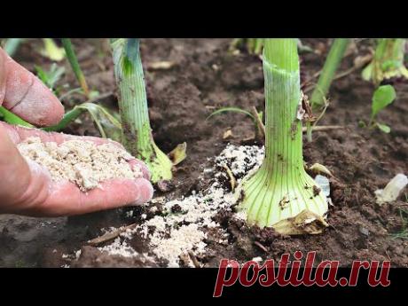 В июле сыплю это под лук! Головки разносит до неприличных размеров! Чем подкормить лук в июле?