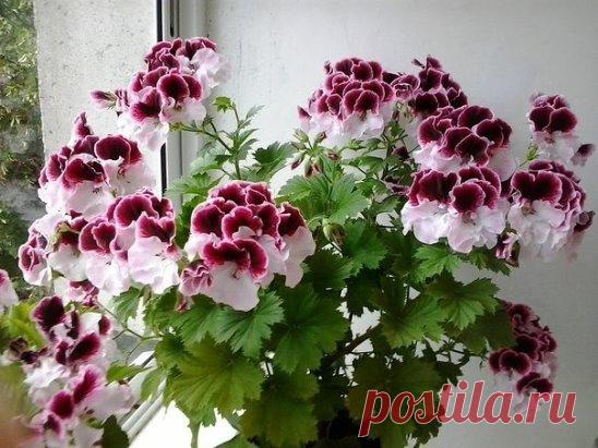 (99) Одноклассники