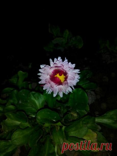 Подписывайтесь на новости А какой божественный аромат!!!