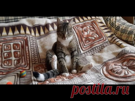 Шарлотка из хлебопечки Сходила за хлебушком Закупаю семена Маруся