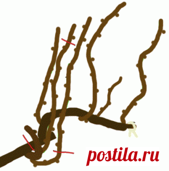 Обрезка винограда на плодовое звено(для начинающих)