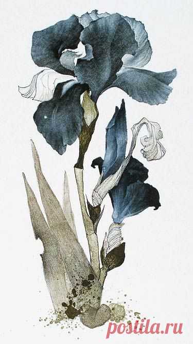 "Marina Richterova (Russian, b.1962) Iris japanese cycle 2006 Print - lithography" Like the detail in her work and the colour palettes she chooses. S  |  Pinterest • Всемирный каталог идей