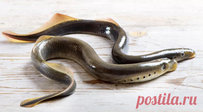 Минога из Ивангорода. Почему в Петербурге любят страшную рыбу без костей